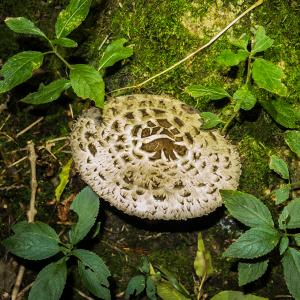 Shaggy Parasol 5