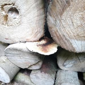 SummerFungi 1