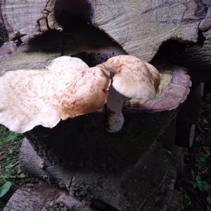 SummerFungi 2