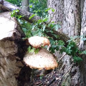 SummerFungi 3