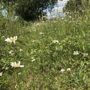 Sunny Bank