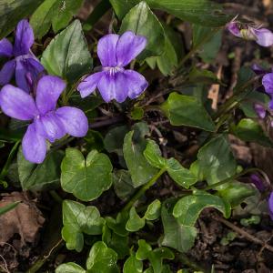 Dog-violets