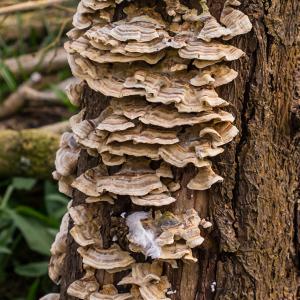 Turkey Tail fungi