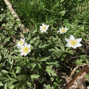 Wood Anemone