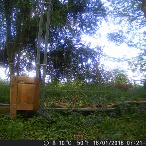 1 Fox