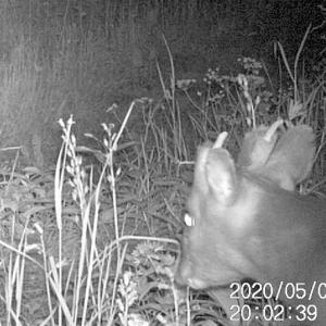 10 Male Muntjac