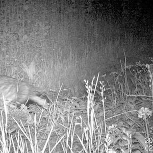 11 Badger