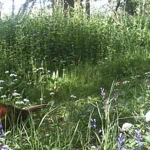 12 Pheasant