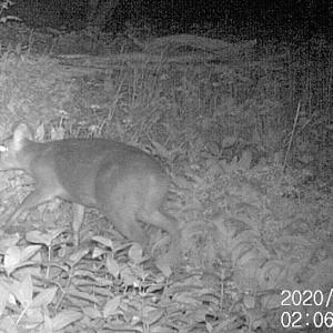 13 Female Muntjac