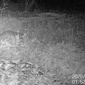 14 Badger