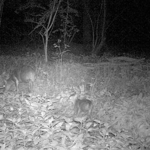 15 Muntjac Family