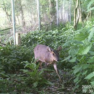 16 Muntjac