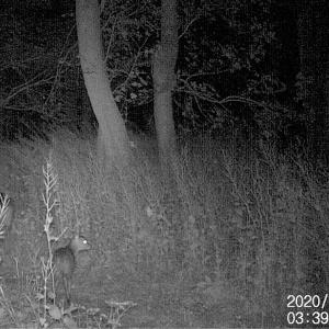 17 Muntjac Family