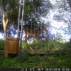 2 Fallow deer