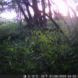 20 Standing rabbit