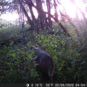 21 Badger