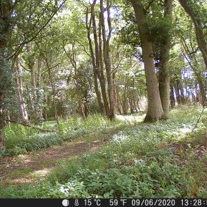 22 spot the deer