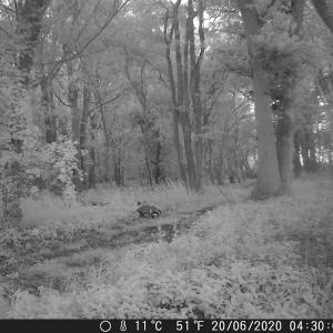 23 Badger