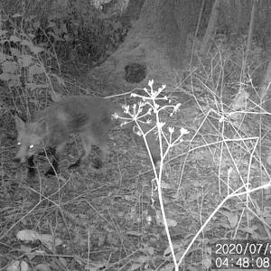 25 Fox