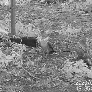 26 Buzzards