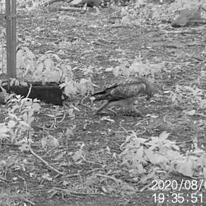 27 Buzzard