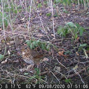 28 Song Thrush