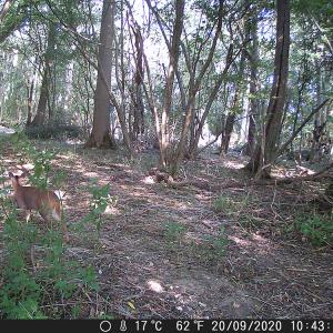 29 Muntjac