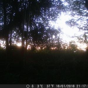 3 Muntjac