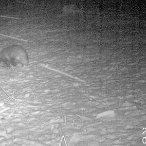 31 Badger in Snow