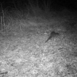 35 Otter