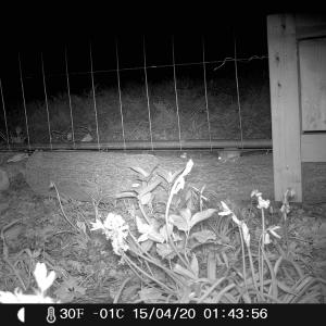 4 Wood Mouse