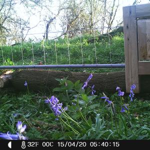 5 Pheasant