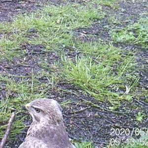 6 Buzzard
