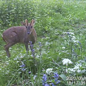 7 Male Muntjac