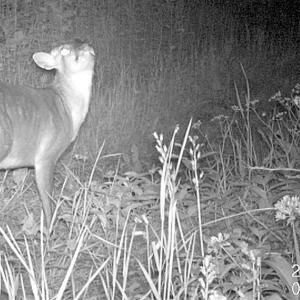 9 Male Muntjac