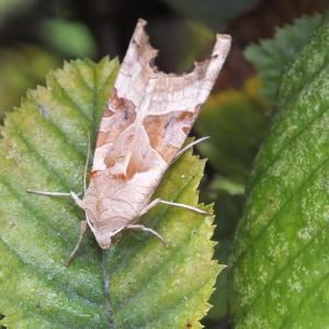 Angle Shades moth