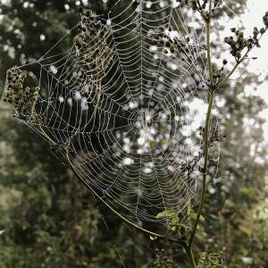 Autumn Cobweb