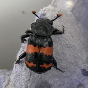 Banded Sexton burying beetle