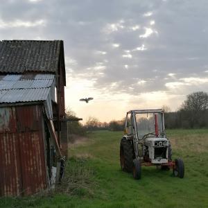 Barn+Owl