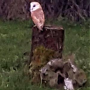 Barn Owl