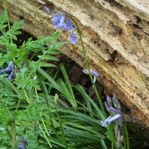 Bluebell