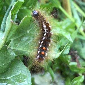 Brown tail moth caterpillar