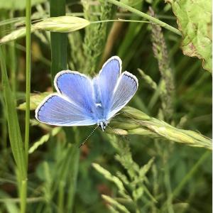 Common Blue butterfly