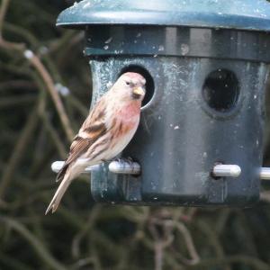 Common Redpoll