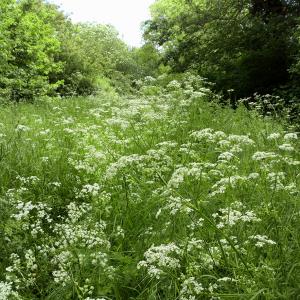 Cow Parsley
