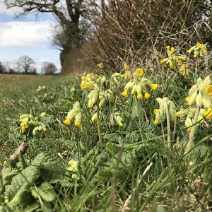 Cowslips2