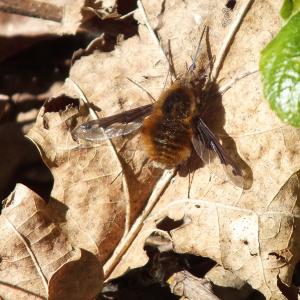 Dark edged bee fly