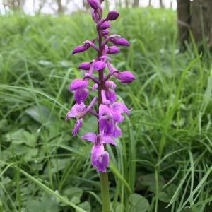 Early Purple Orchid
