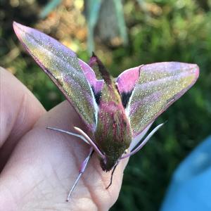 Elephant Hawk moth