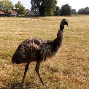 Emu